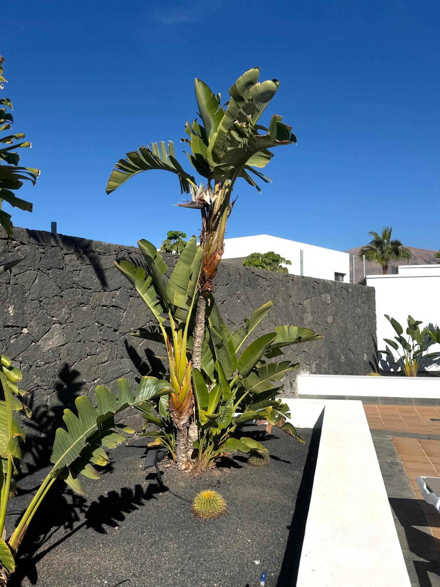 Villa Dedalos - A Luxury Large Villa With A Heated Pool In Puerto Calero Bagian luar foto